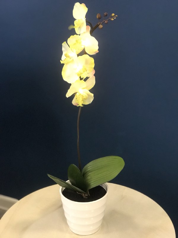 Орхидея декоративная в горшке